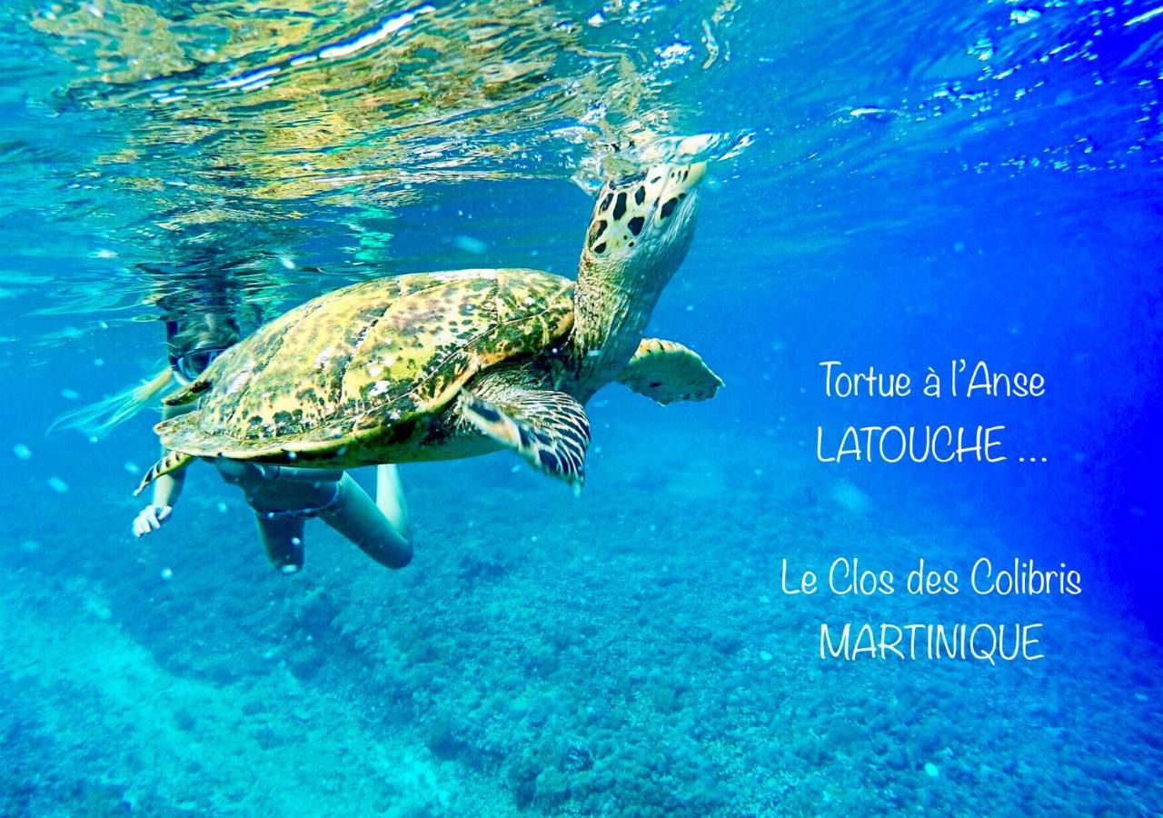 Lodge Colibris: Panoramic Sea and Mountain Views near Caribbean Beach Le Carbet Exterior photo