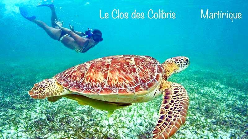 Lodge Colibris: Panoramic Sea and Mountain Views near Caribbean Beach Le Carbet Exterior photo